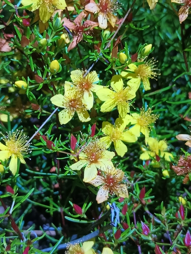 Sandhill St. Johnswort (Hypericum lloydii)