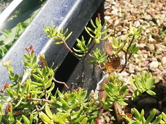 Metisella metis