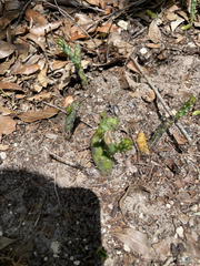 Opuntia drummondii, photograph author not stated, no rights reserved