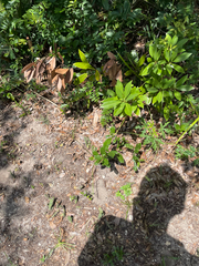Opuntia drummondii, photograph author not stated, no rights reserved