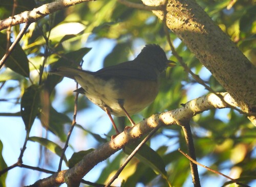 Blacksmith Thrush (Turdus subalaris), photo 8