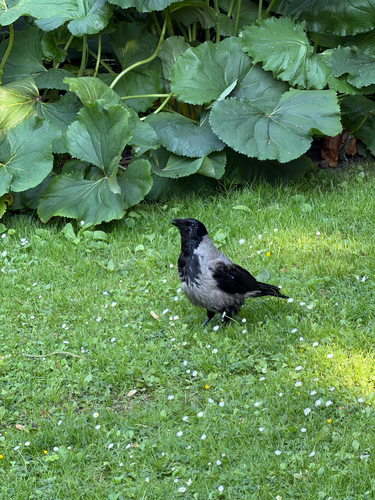 Hooded Crow