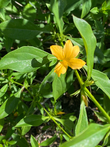 Barleria prionitis, photograph 2