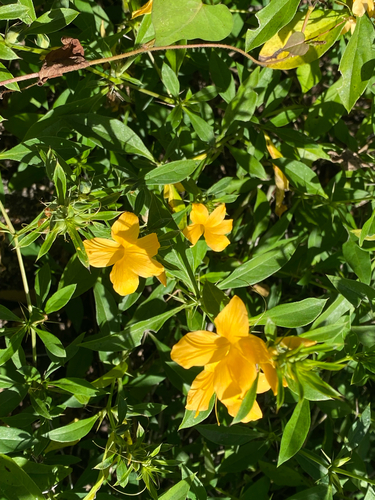 Barleria prionitis, photograph 3