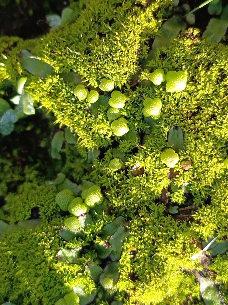 Tetrapterum tetragonum
