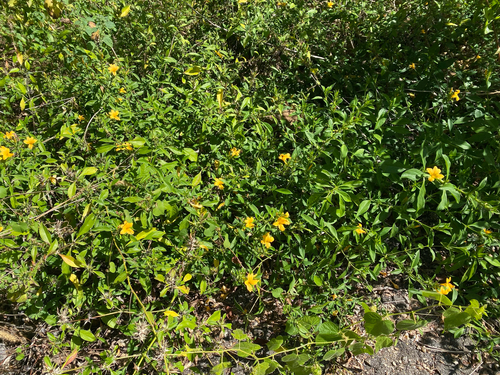 Barleria prionitis, photograph 4