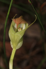 Pterostylis acuminata