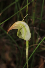 Pterostylis acuminata