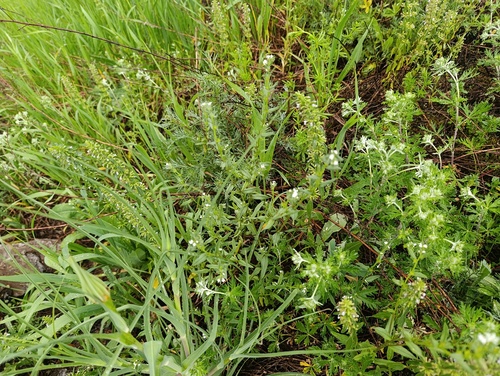 Buglossoides arvensis, photograph 5