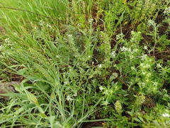 Buglossoides arvensis, photograph (c) Мирослав Соболев, some rights reserved (CC BY)