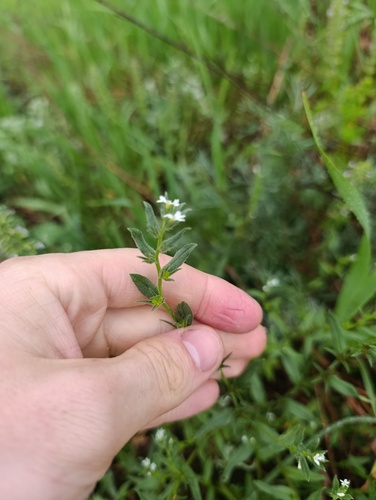 Buglossoides arvensis, photograph 3