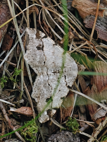 Hemlock Angle photo 3