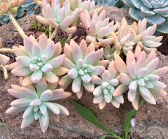 × Graptosedum