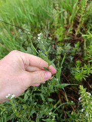 Buglossoides arvensis, photograph (c) Мирослав Соболев, some rights reserved (CC BY)