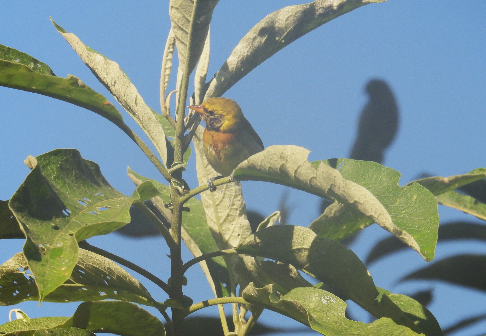 Guira Tanager (Hemithraupis guira), photo 4