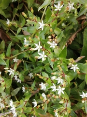 Crassula pellucida pellucida