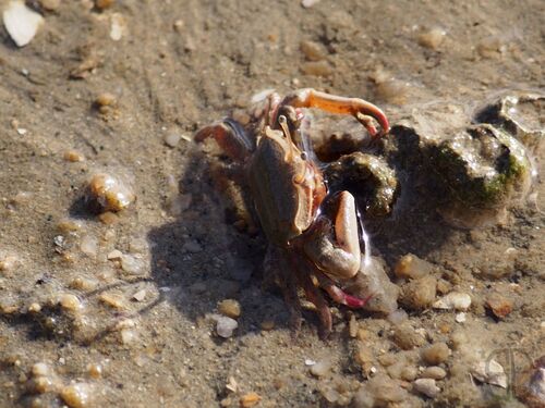 Macrophthalmus convexus observed 2026-07-02