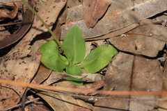 Pterostylis acuminata