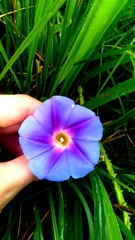 Ipomoea parasitica, photograph (c) cristianol1456, some rights reserved (CC BY-SA)