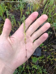 Veronica verna