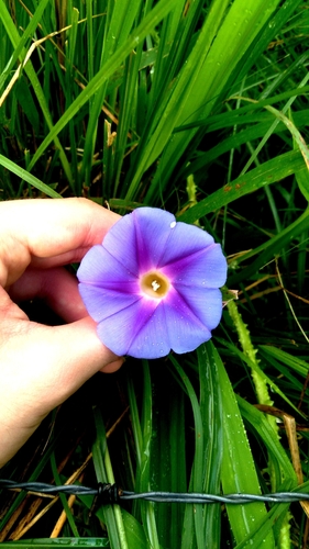 Ipomoea parasitica, photograph 5