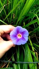 Ipomoea parasitica, photograph (c) cristianol1456, some rights reserved (CC BY-SA)