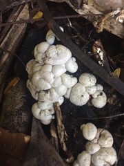 Lycogalopsis solmsii