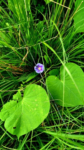 Ipomoea parasitica, photograph 6