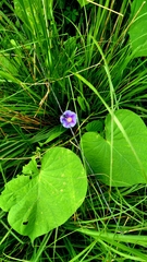 Ipomoea parasitica, photograph (c) cristianol1456, some rights reserved (CC BY-SA)