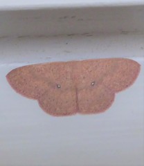 Perixera absconditaria