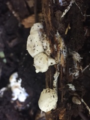 Lycogalopsis solmsii