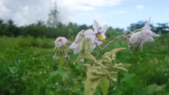 Solanum paniculatum