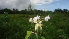 Solanum paniculatum