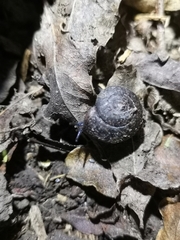 Thalassohelix igniflua