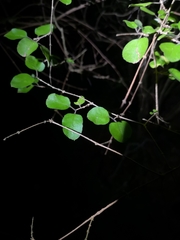Coprosma rotundifolia