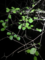 Coprosma rotundifolia