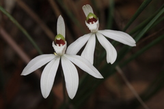 Caladenia picta