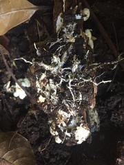 Lycogalopsis solmsii