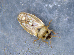 Piesma maculatum