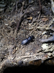 Mecodema sculpturatum