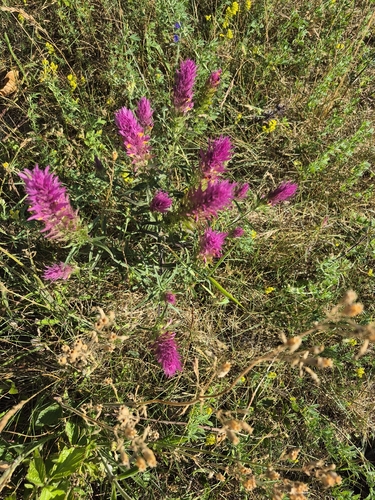 Field Cow-wheat