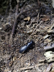Mecodema sculpturatum
