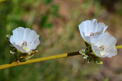Sphaeralcea fulva