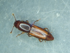 Rhizophagus perforatus