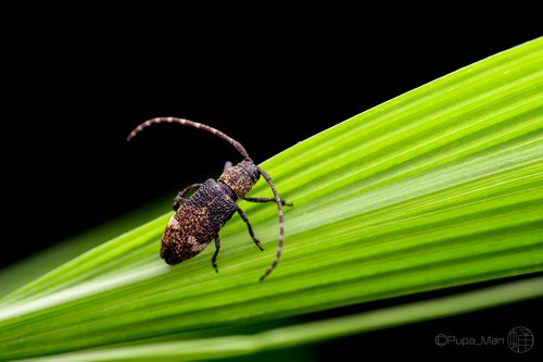Pterolophia postalbofasciata in life