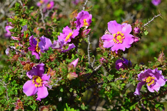 Rosa minutifolia