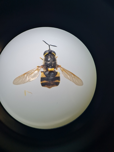Banded General