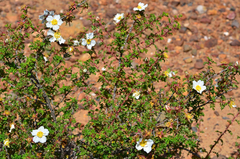 Rosa minutifolia
