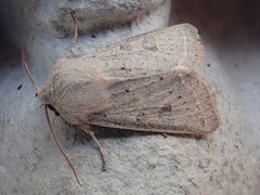 Orthosia gracilis
