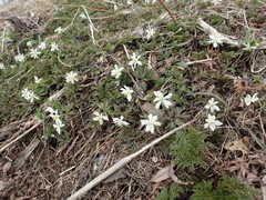 Anemonoides amurensis